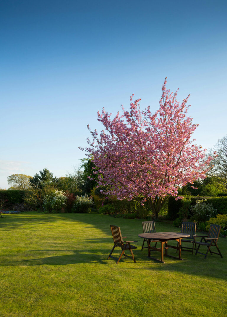 A flowering tree on a wide lawn