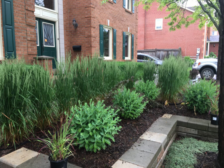 A raised front garden of grasses and perennials