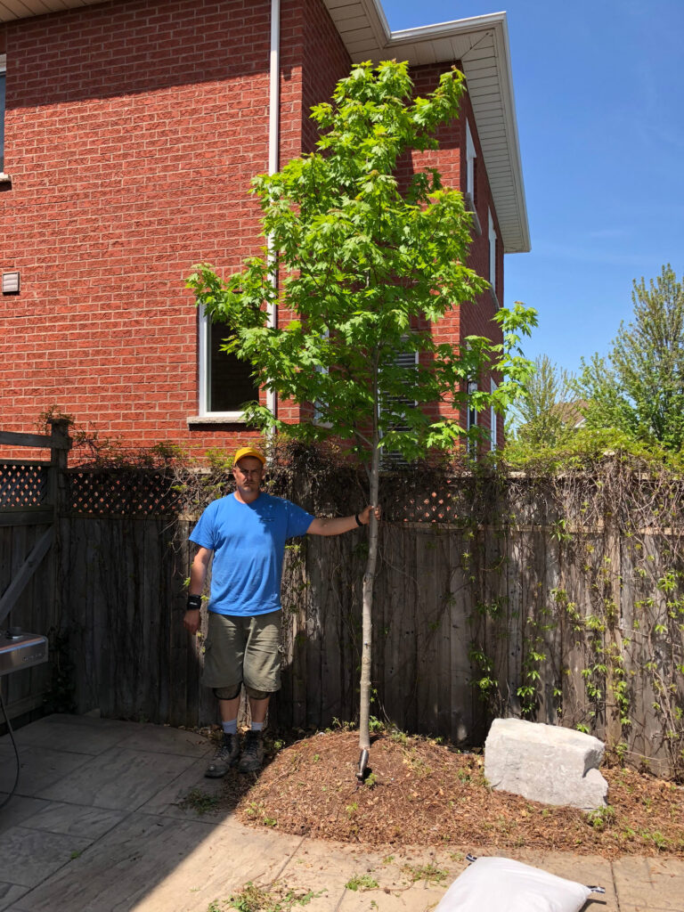 Mark beside a newly planted tree