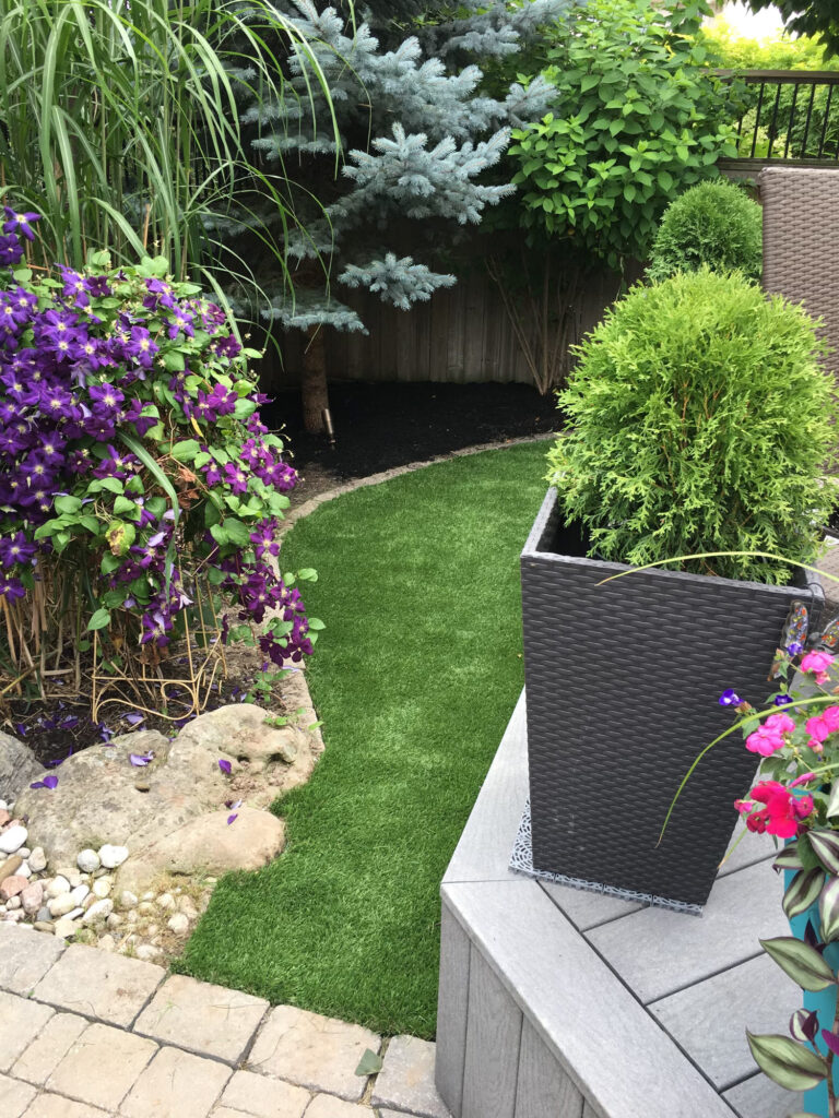 Planters, clematis and turf in a compact backyard