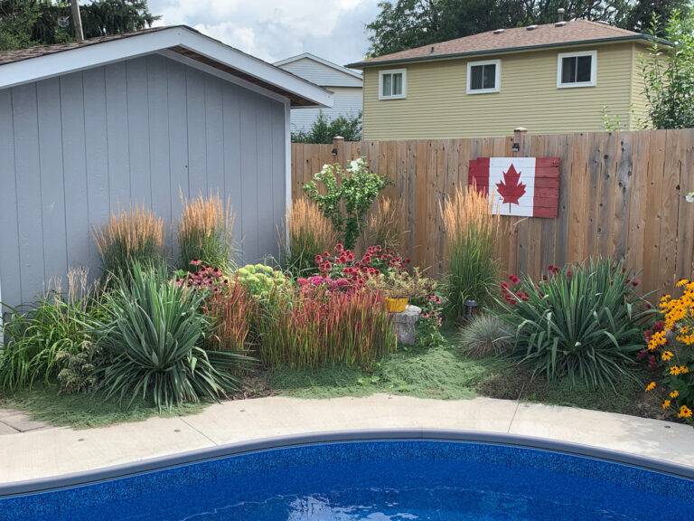 Ornamental grasses and perennials planted along a backyard pool