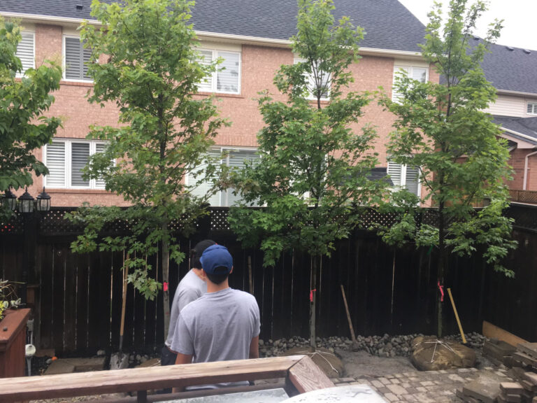 A row of new trees planted for privacy along a fence
